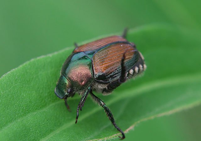 Chickens Eat Japanese Beetles