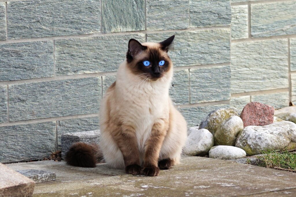 Siamese Cats