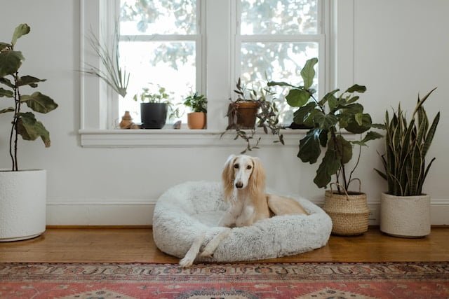 Make Your Home More Safe and Pet-Friendly