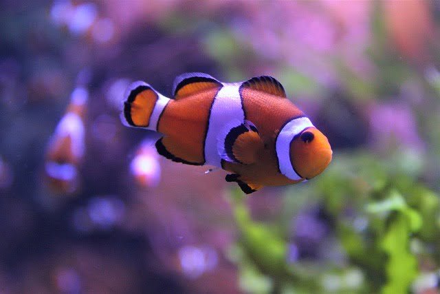 Things To Consider Before Buying An Aquarium