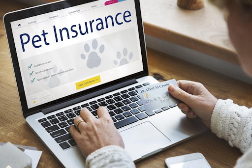 pet insurance coverage