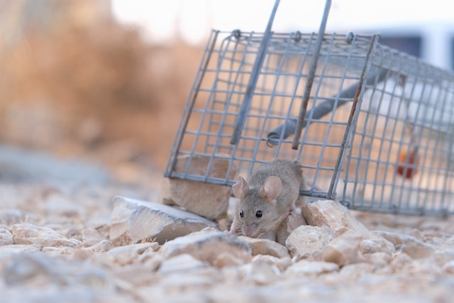 Pet-Friendly Pest Solutions for Your Home and Garden