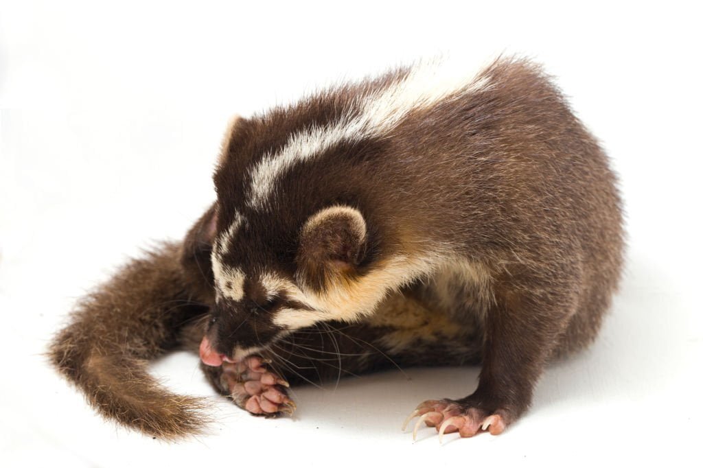 how to get rid of fleas on ferrets naturally