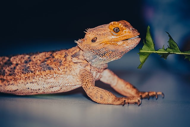 Can Bearded Dragons Eat Chia Sprouts