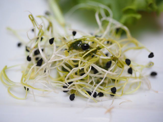 Can Guinea Pigs Eat Alfalfa Sprouts