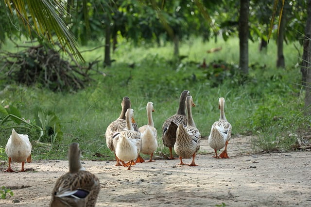 Can Ducks Eat Raw Pumpkin