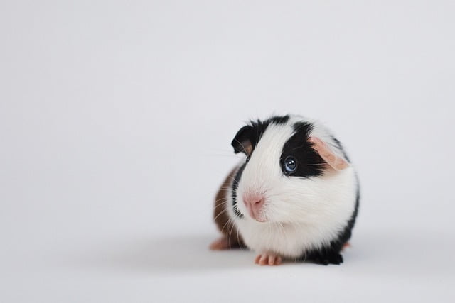 Can Guinea Pigs Eat Alfalfa Sprouts