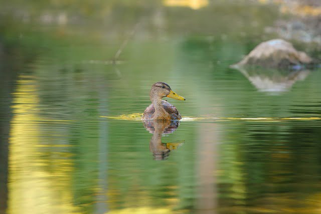 Can Ducks Eat Peppers