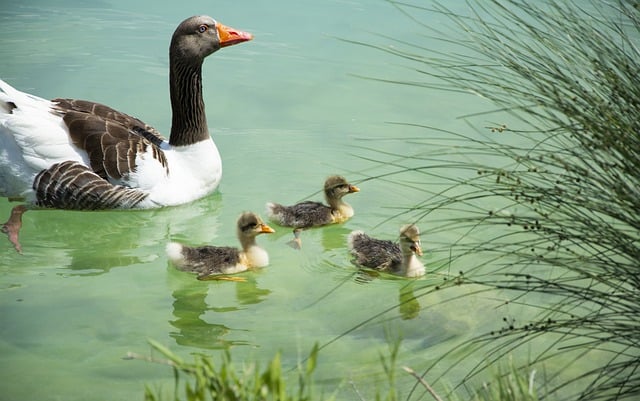 Can Ducks Eat Tortillas