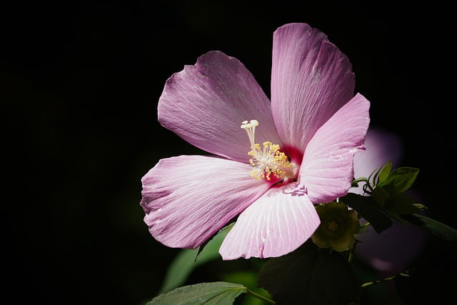 Can Guinea Pigs Eat Hibiscus Flowers