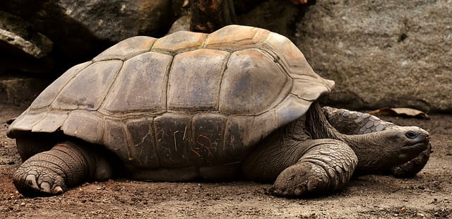 Can Tortoises Eat Basil