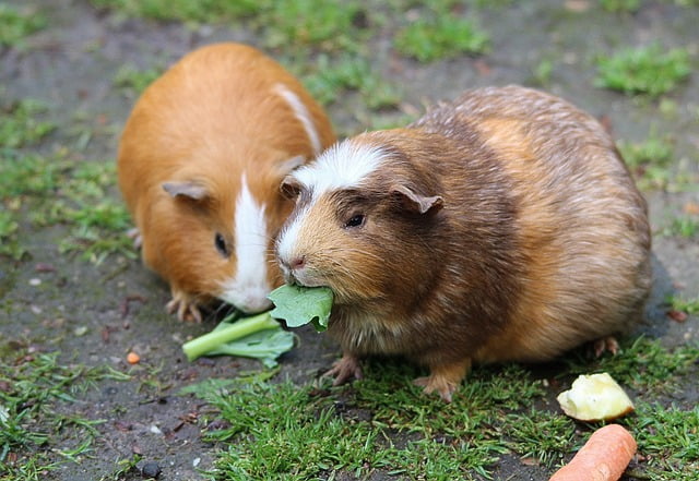 Can Guinea Pigs Eat Chinchilla Food