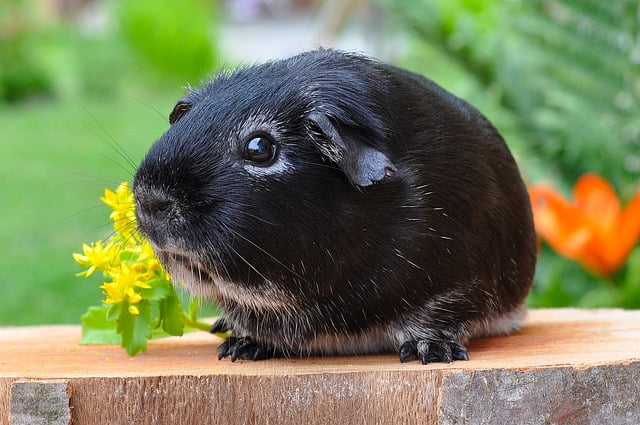 Can Guinea Pigs Eat Bamboo