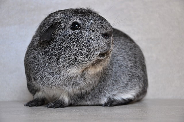 Can Guinea Pigs Eat Lentil Sprouts