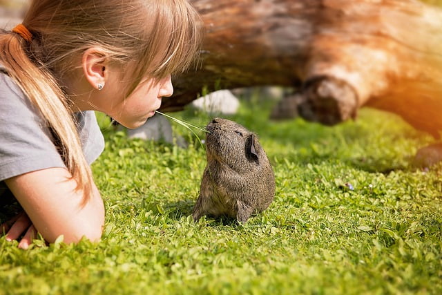 Can Guinea Pigs Eat Chinchilla Food