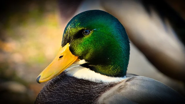 Can Ducks Eat Banana Peels