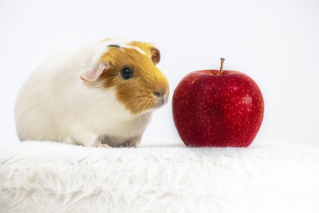 Can Guinea Pigs Eat Cat Food