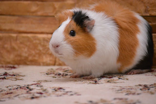 Can Guinea Pigs Eat Candy Grapes