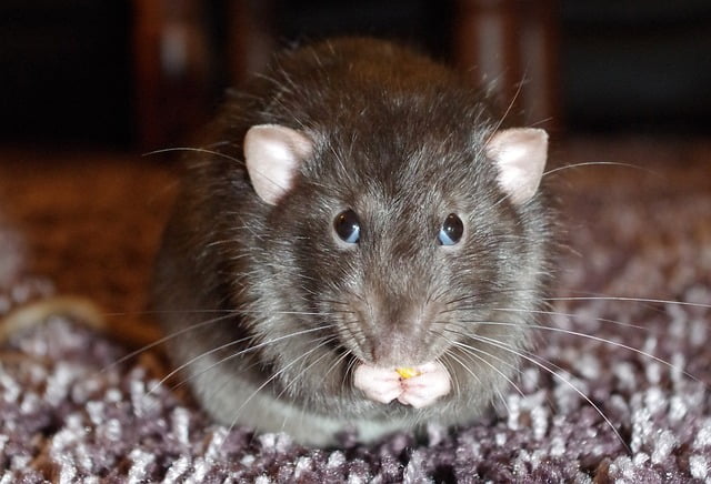 Can Rats Eat Dried Cranberries