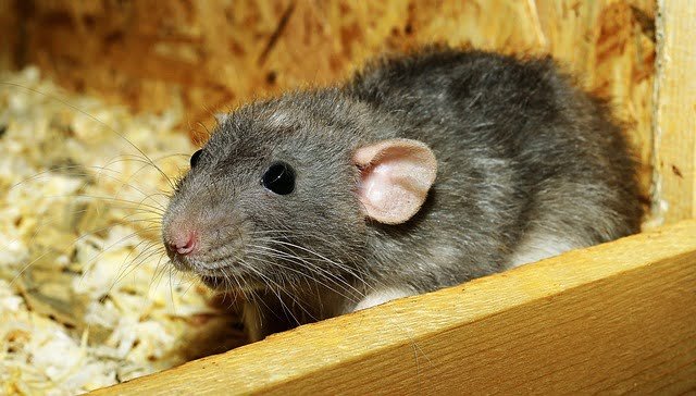 Can Rats Eat Chinchilla Food
