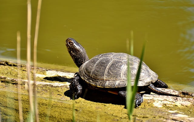 Can Tortoises Eat Cucumber