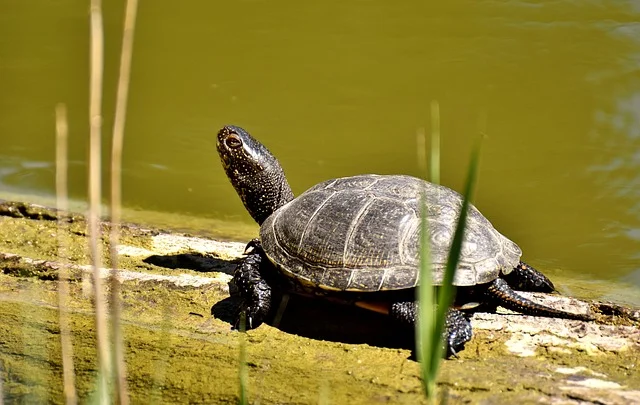Can Tortoises Eat Cucumber