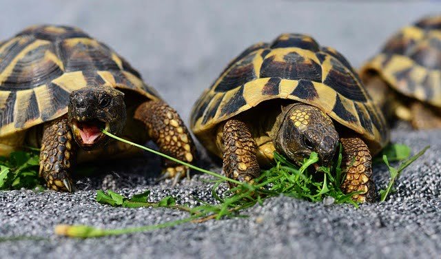 Can Russian Tortoise Eat Spinach