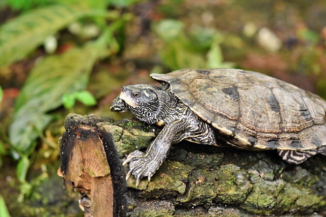 Can Tortoises Eat Bread