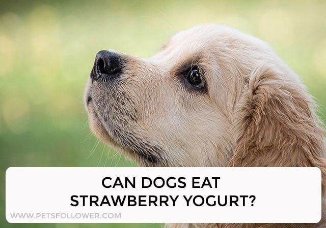 can dogs have strawberry yogurt
