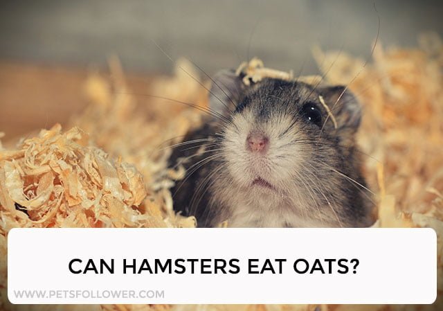 Can Hamsters Eat Oats? - Petsfollower