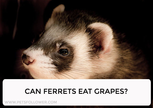 Can Ferrets Eat Grapes?