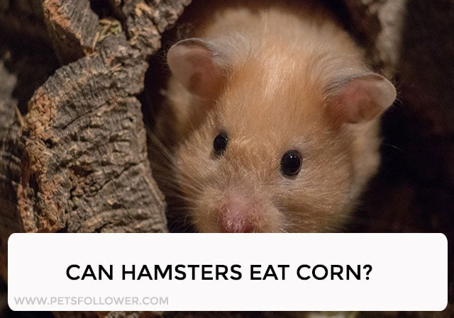 Can Hamsters Eat Corn?