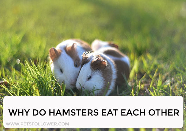 Why Do Hamsters Eat Each Other? Understanding Hamster Behavior