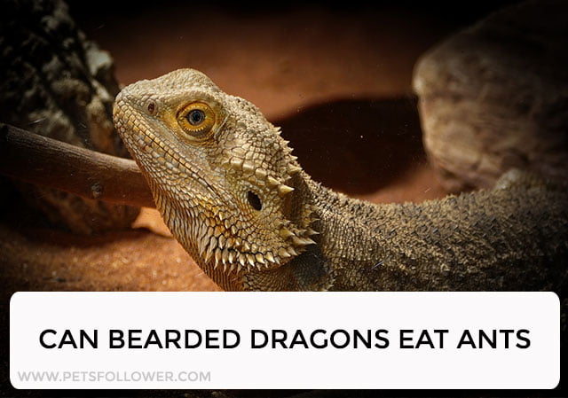 Can Bearded Dragons Eat Ants