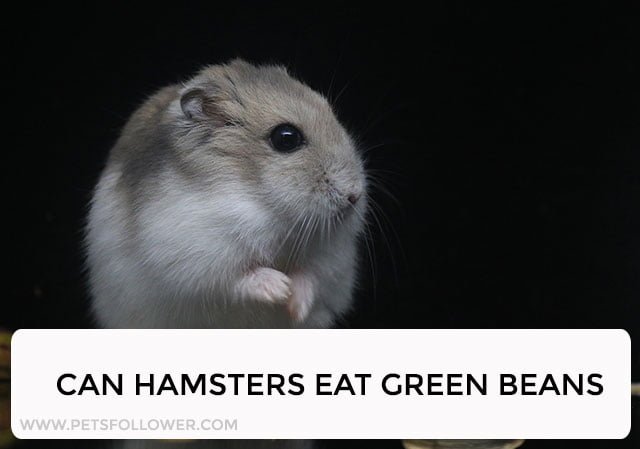 Can Hamsters Eat Pasta? - PetsFollower