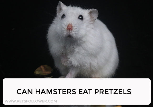 Can Hamsters Eat Pretzels?