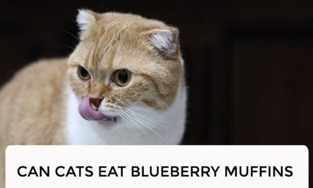 Can Cats Eat Blueberry Muffins