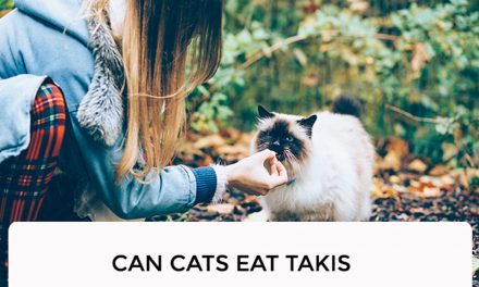 Can Cats Eat Takis