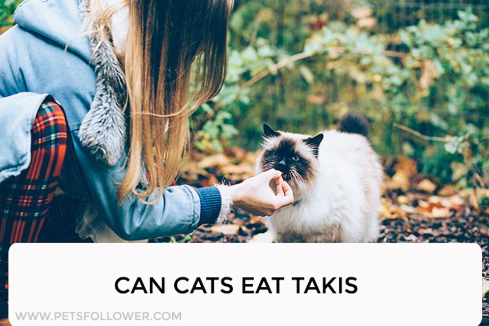 Can Cats Eat Takis