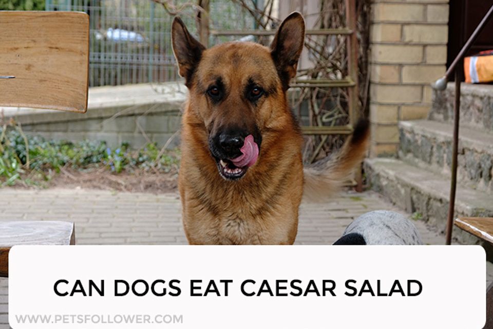 Can Dogs Eat Caesar Salad - What You Need to Know!