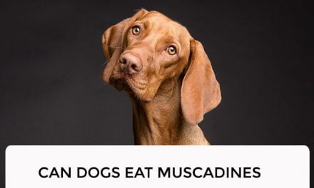 Can Dogs Eat Muscadines