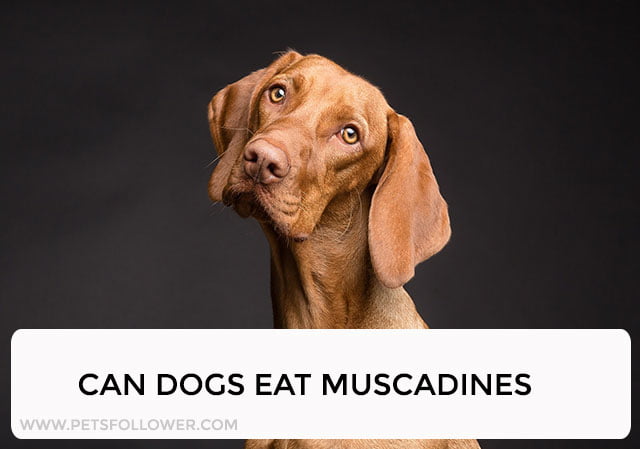 will muscadines hurt dogs