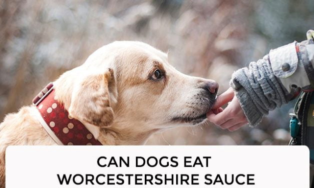 Can Dogs Eat Worcestershire Sauce