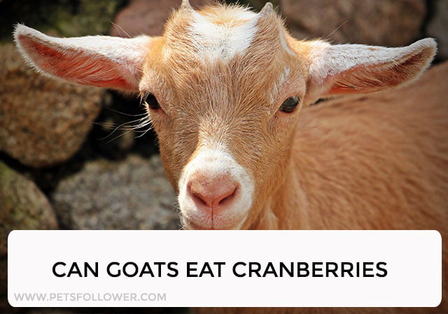 Can Goats Eat Cranberries