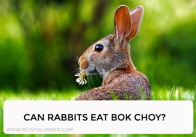 Can Rabbits Eat Bok Choy?