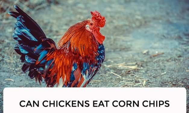 Can Chickens Eat Corn Chips