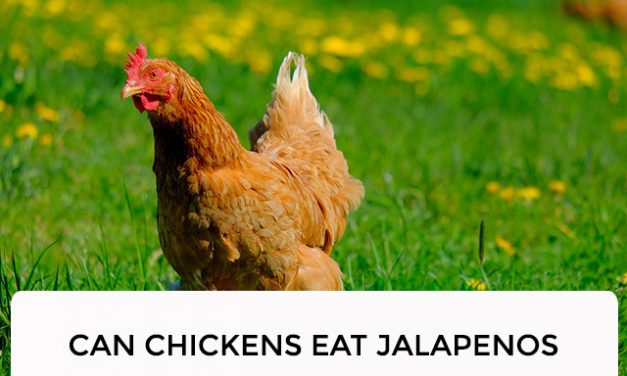 Can Chickens Eat Jalapenos