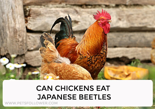 Can Chickens Eat Japanese Beetles