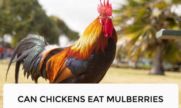 Can Chickens Eat Mulberries