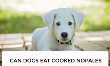 Can Dogs Eat Cooked Nopales